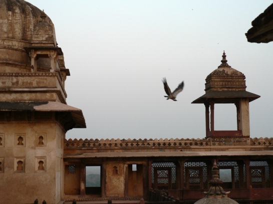 Vultures in Orchha