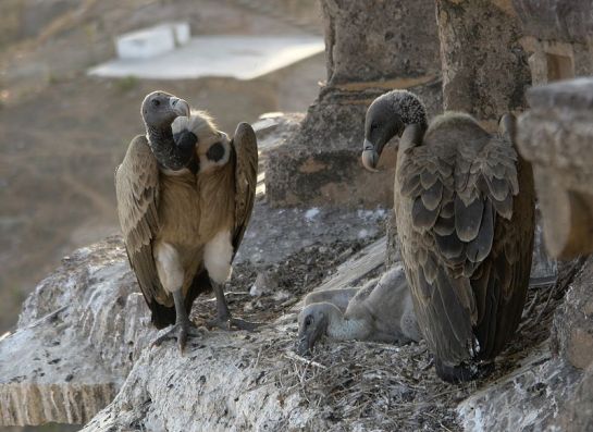 Vultures in Orchha